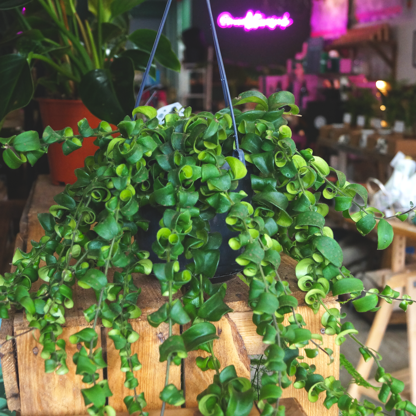 Twisted Lipstick Plant (Aeschynanthus radicans)