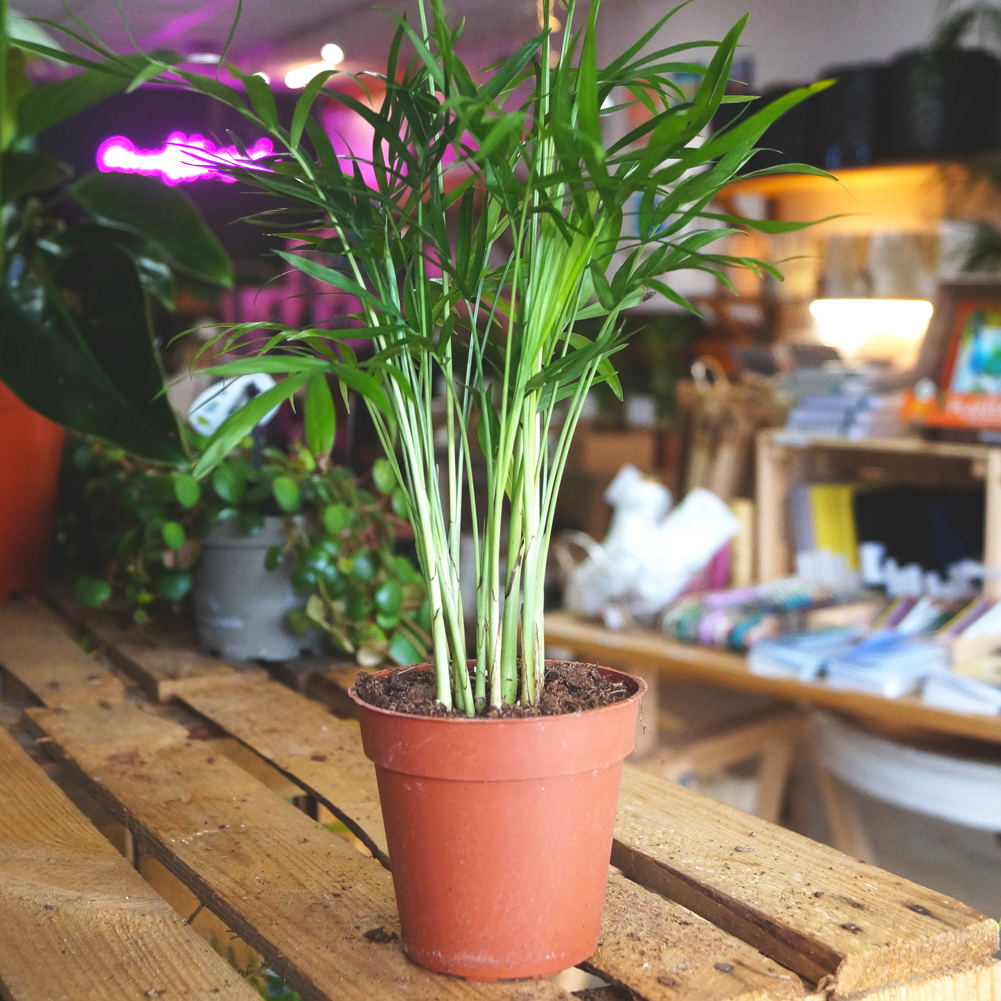 Parlour Palm