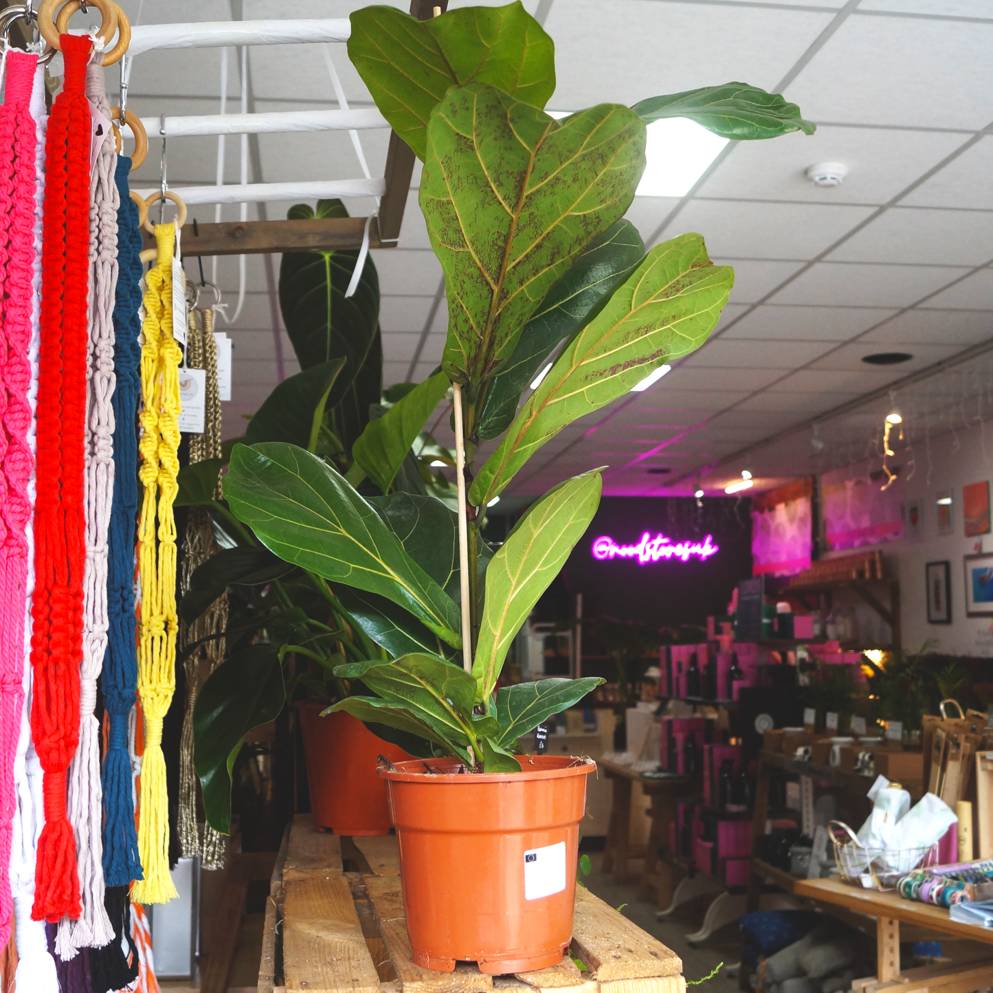 Fiddle Leaf Fig (Ficus Lyrata)