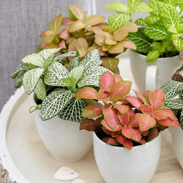 Fittonia