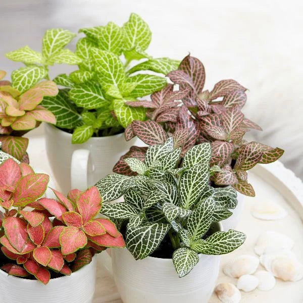 Fittonia