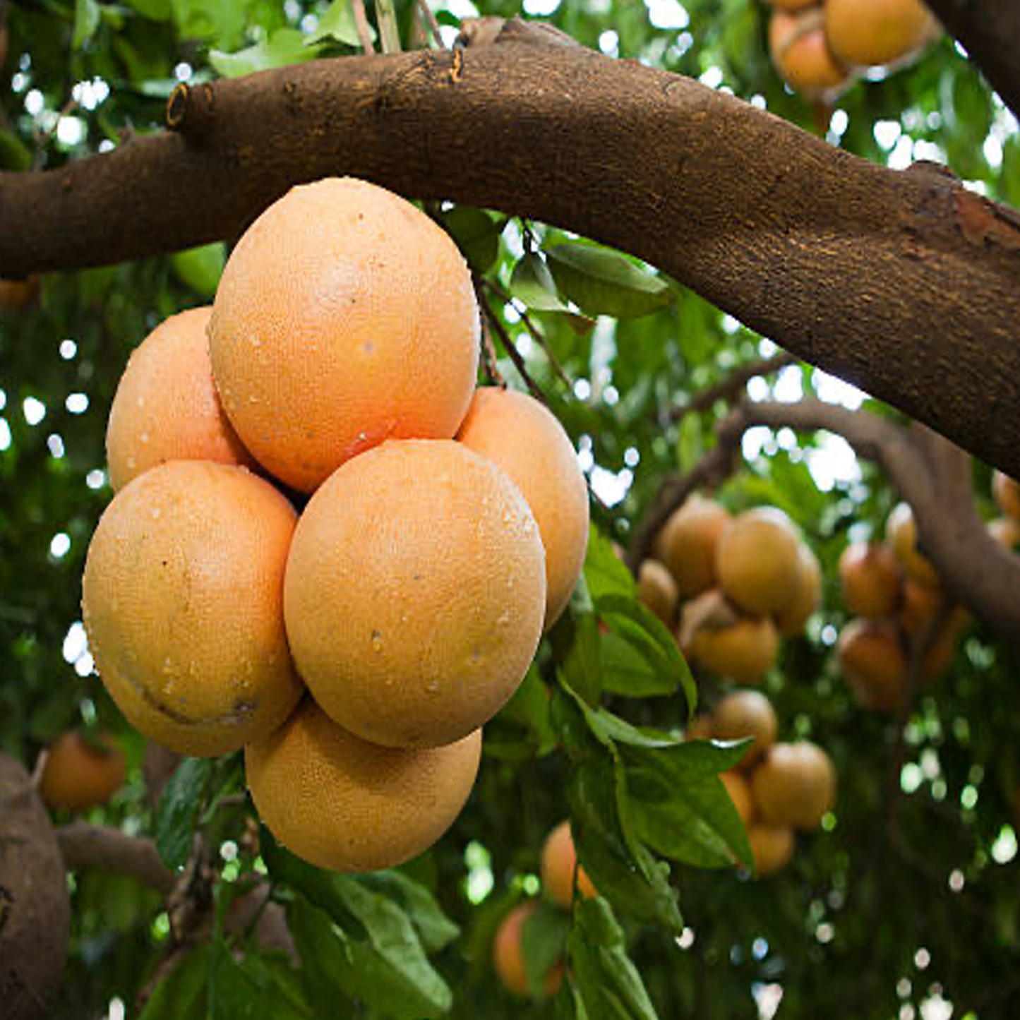 Grapefruit essential oil