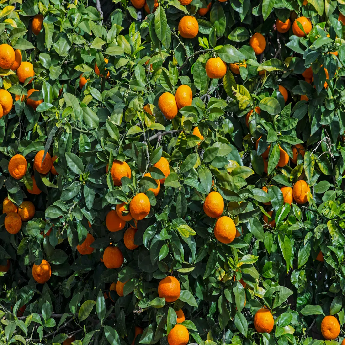 Sweet Orange Essential Oil
