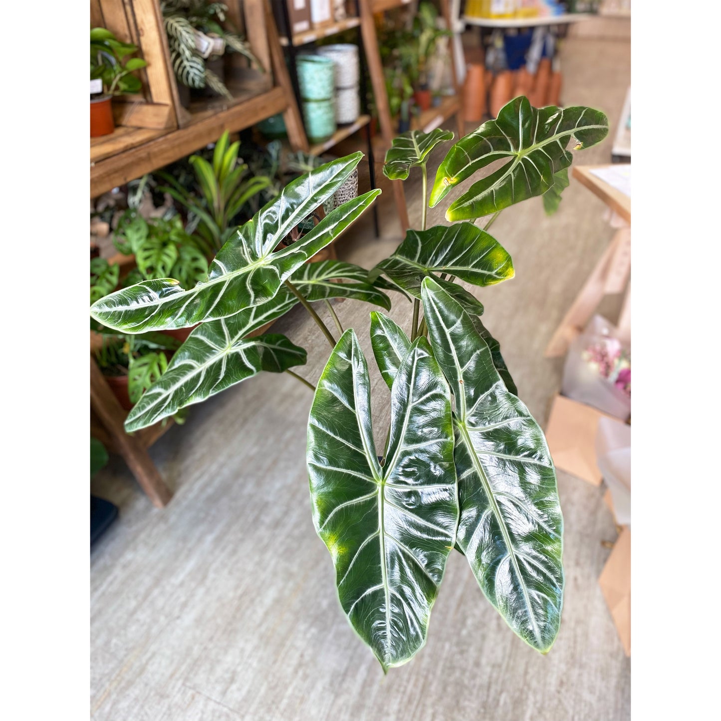 Alocasia Elephant Ear