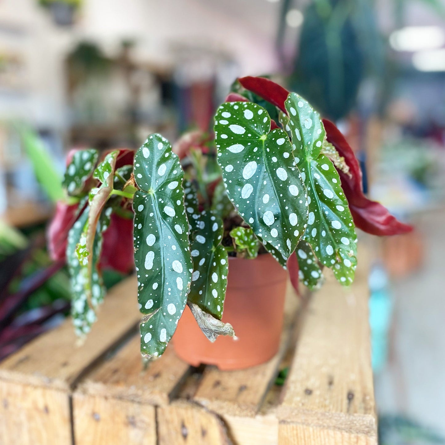 Begonia Maculata