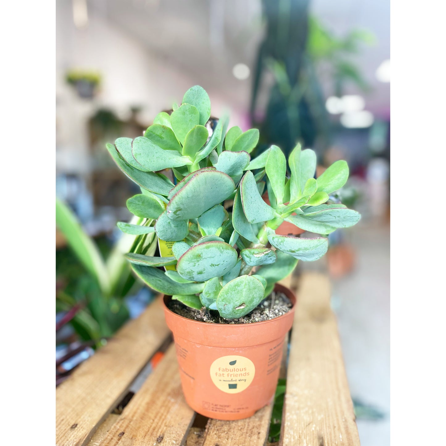 Jade Plant (Money Plant)