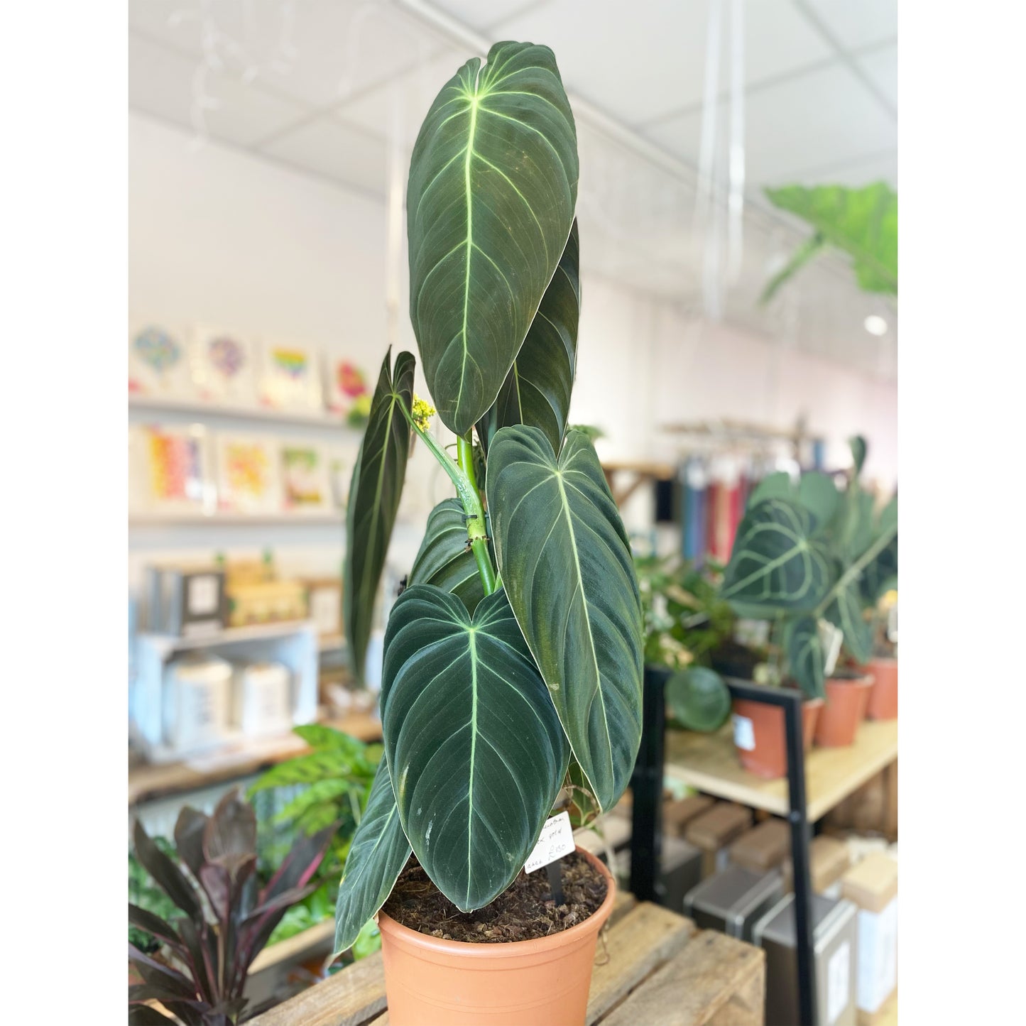 Philodendron Black Gold *RARE*