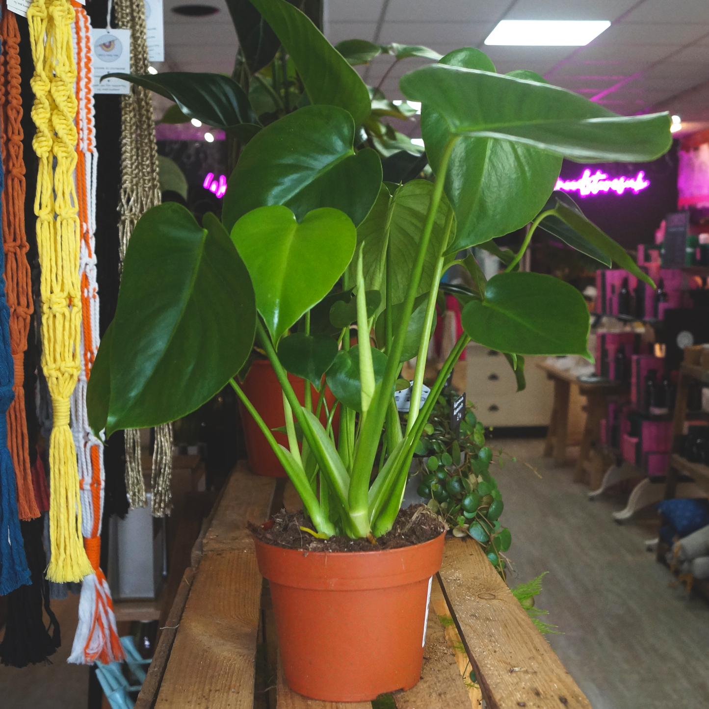 Monstera Deliciosa