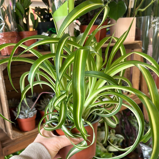 Spider Plant Curly