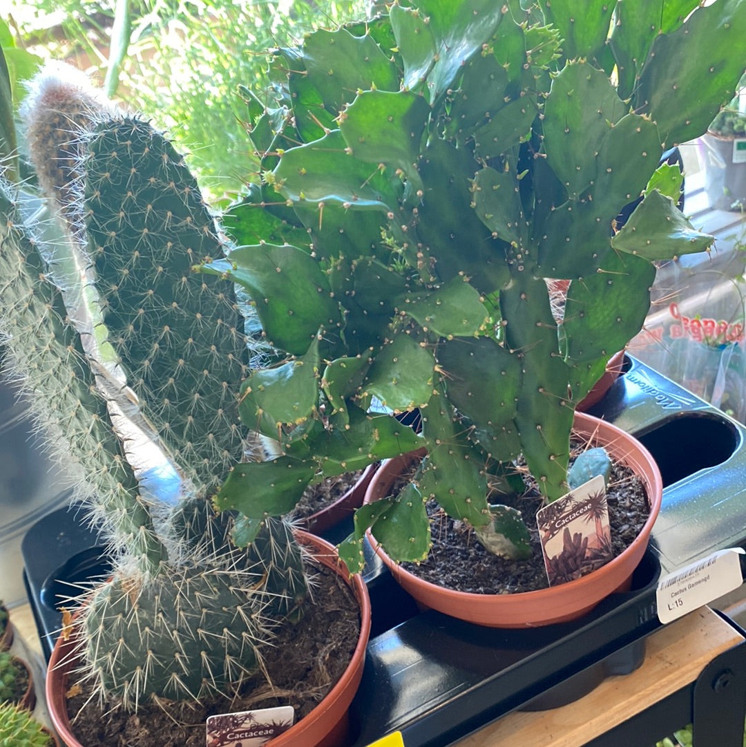 Cactus medium