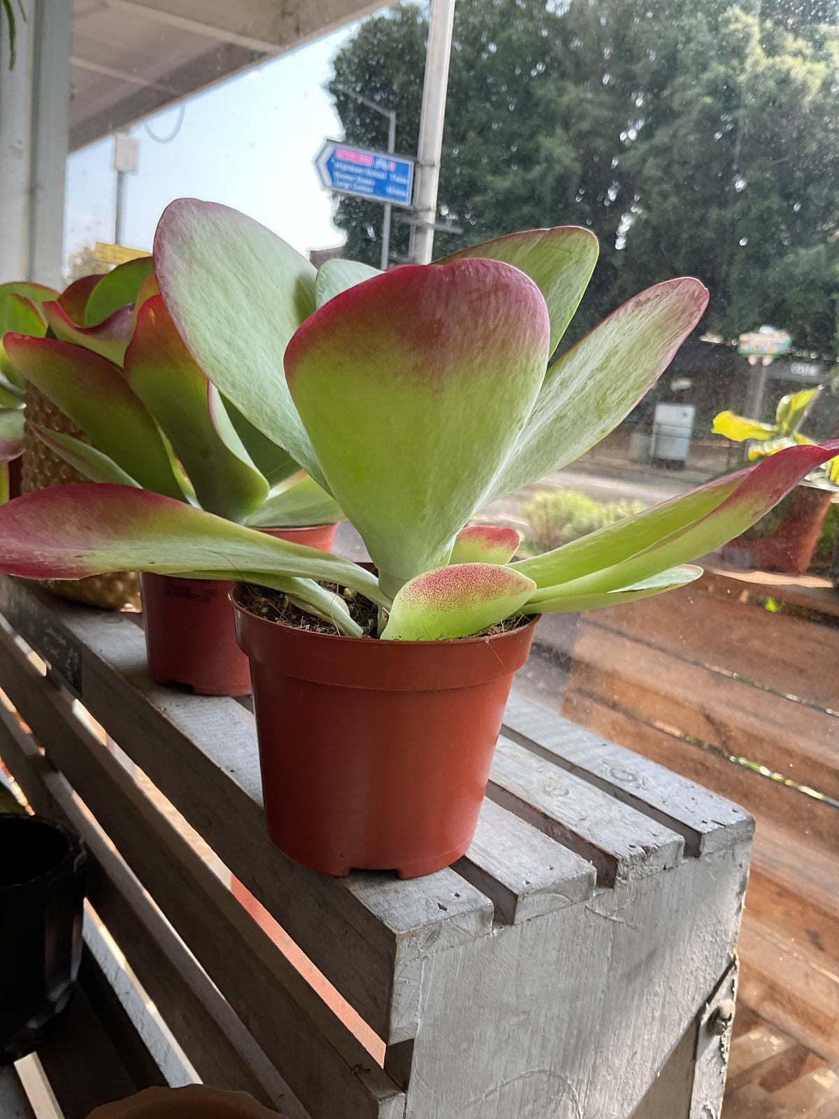 Kalanchoe Succulent 8cm