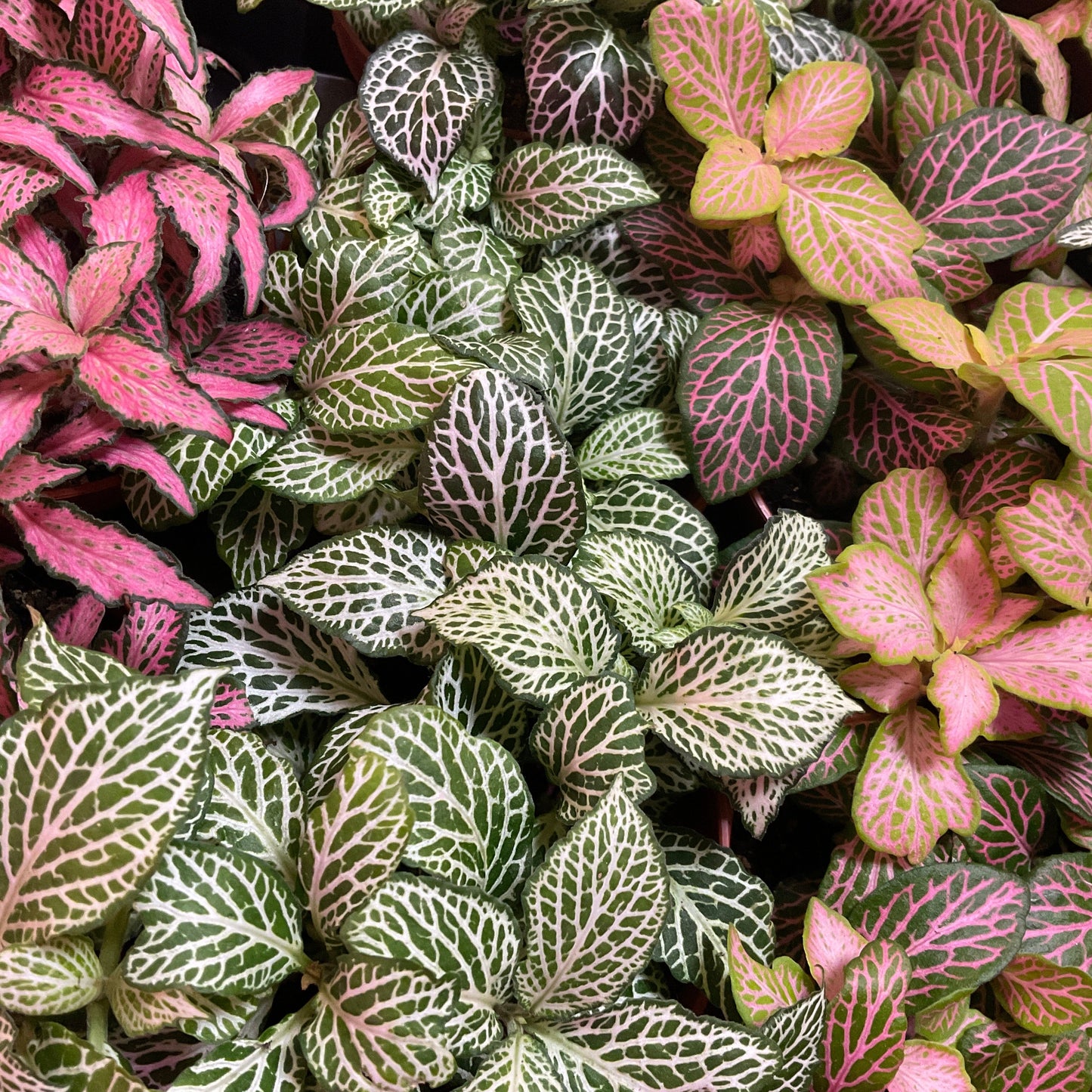 Fittonia 8cm