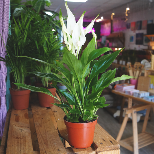 Peace Lily