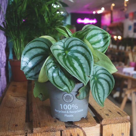 Peperomia Watermelon