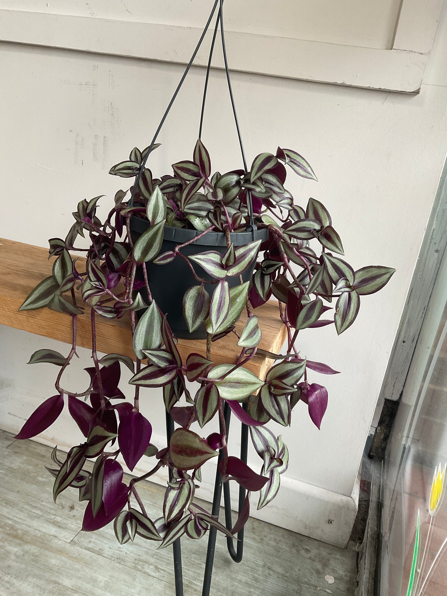 Hanging Tradescantia