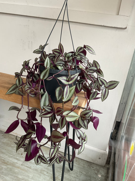 Hanging Tradescantia