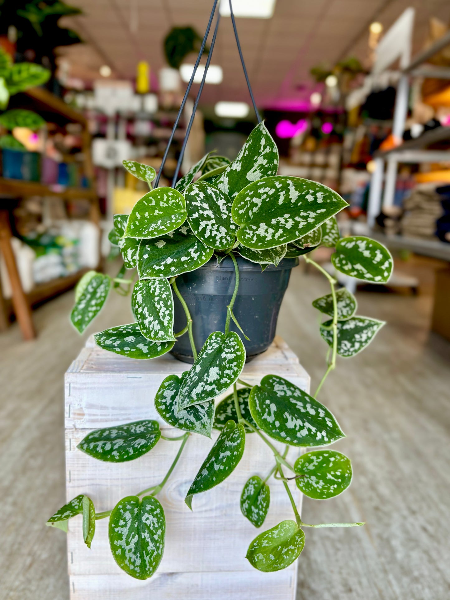 Scindapsus
