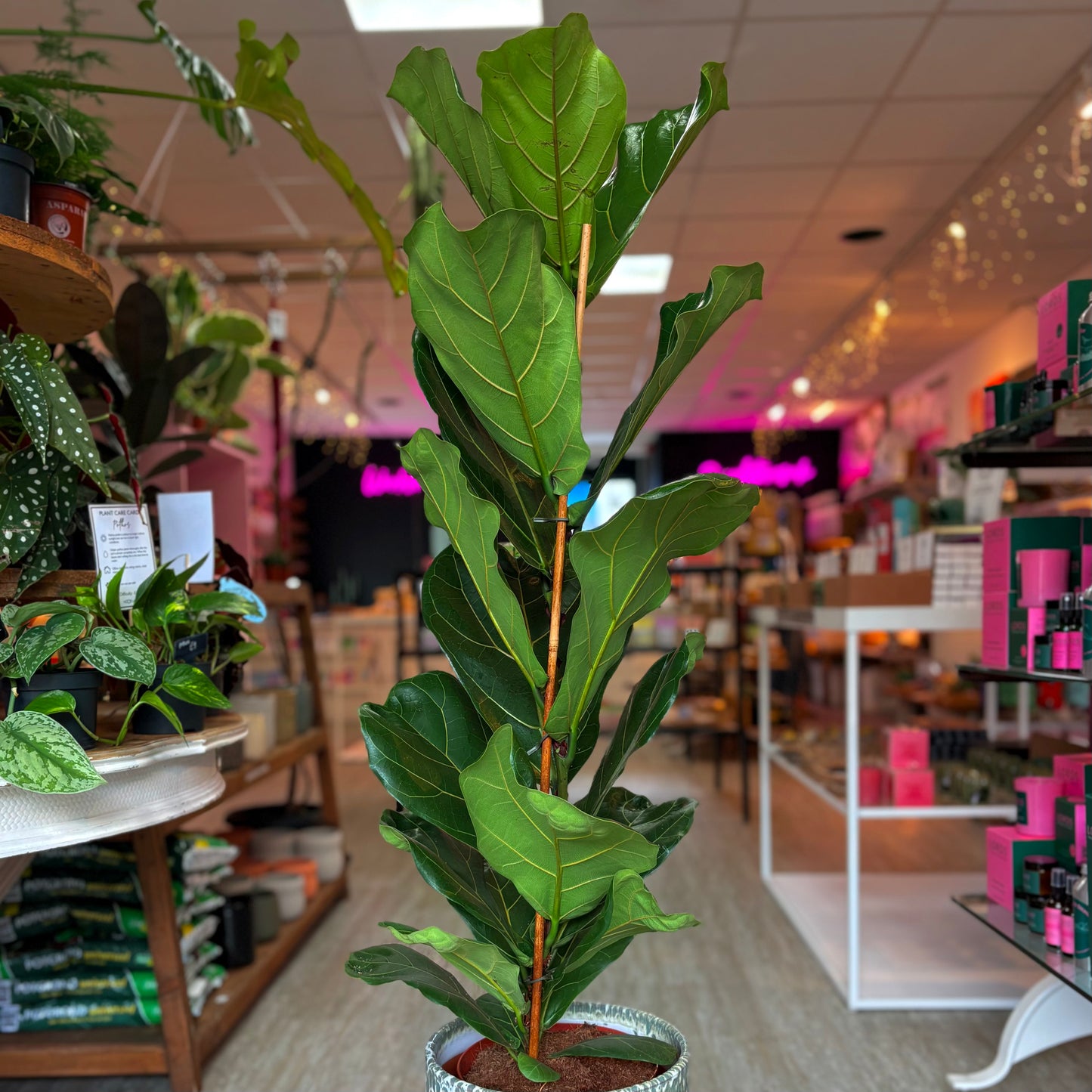 Fiddle Leaf Fig (Ficus Lyrata)