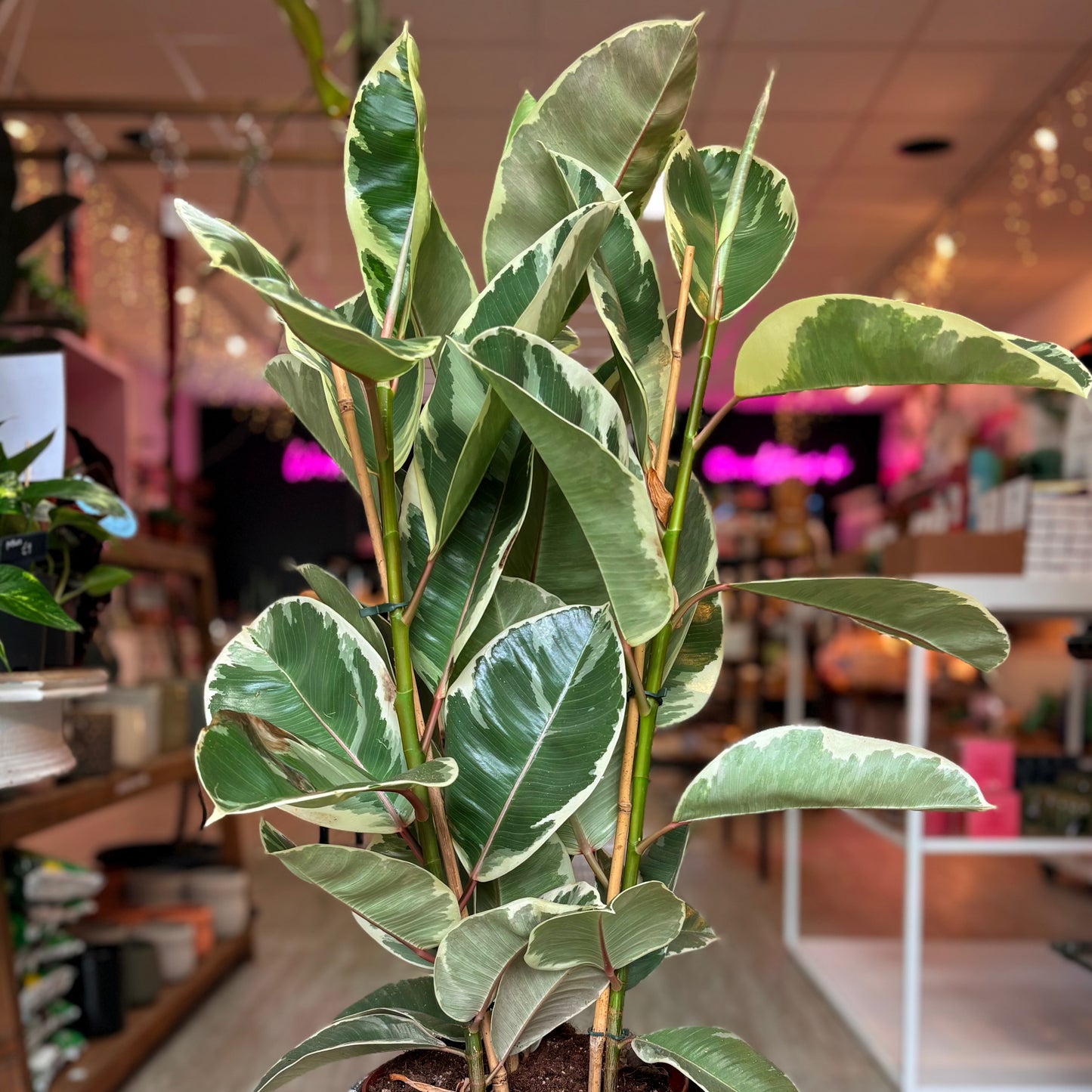 Fiddle Leaf Fig (Ficus Tineke)