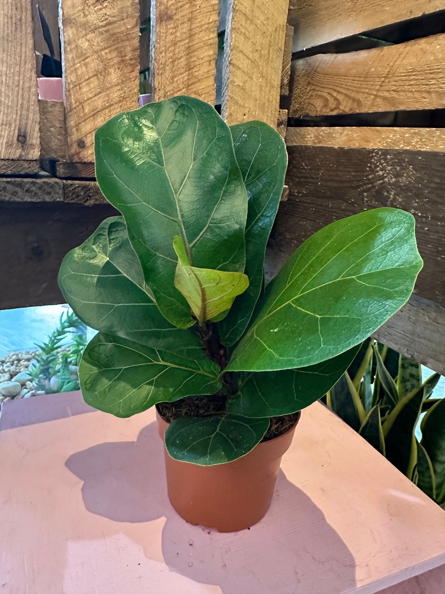 Fiddle Leaf Fig (Ficus Lyrata)