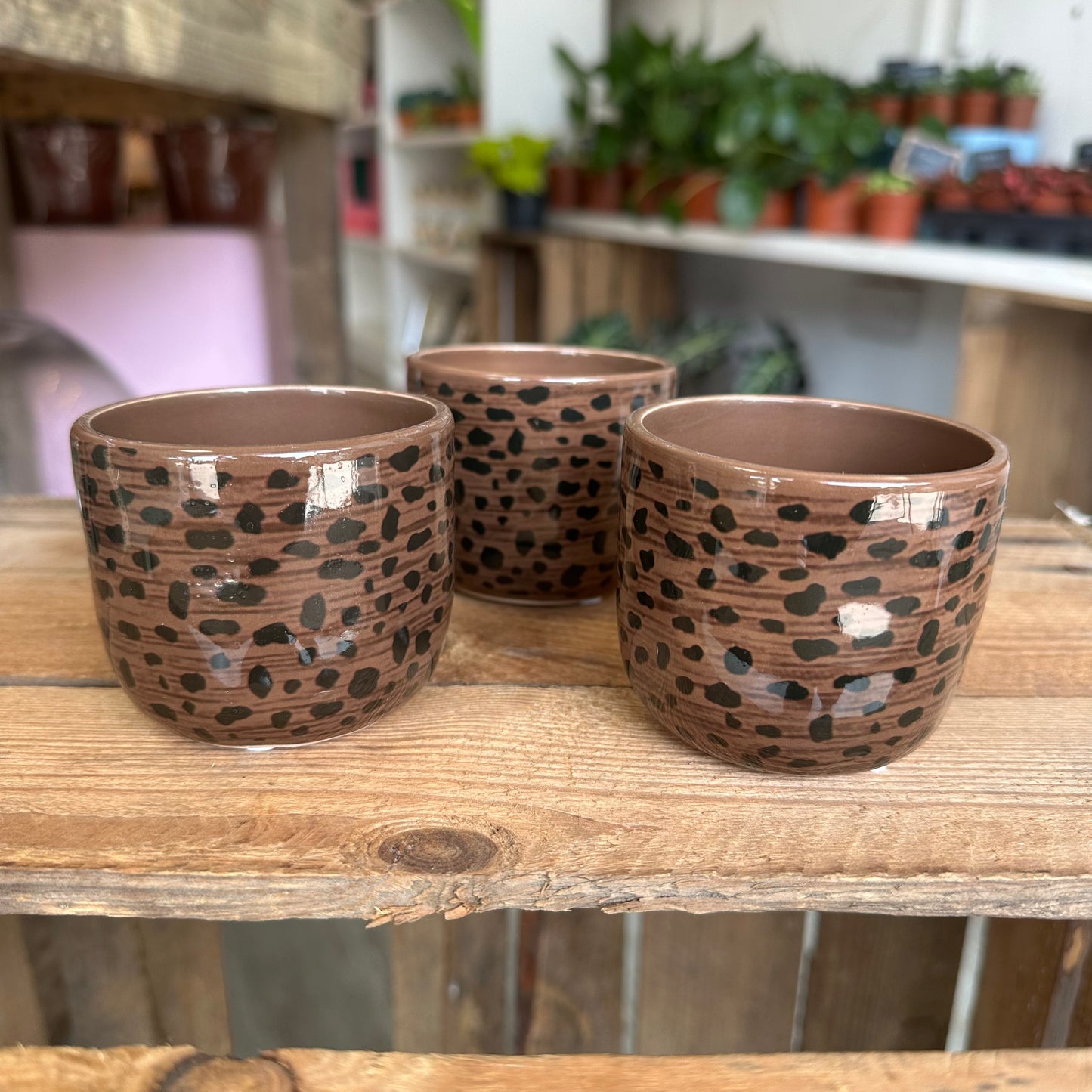 Leopard Print Pot 6cm