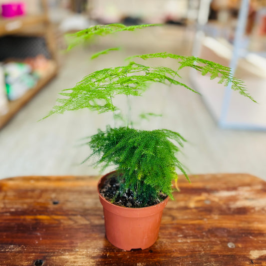 Asparagus Fern 12cm