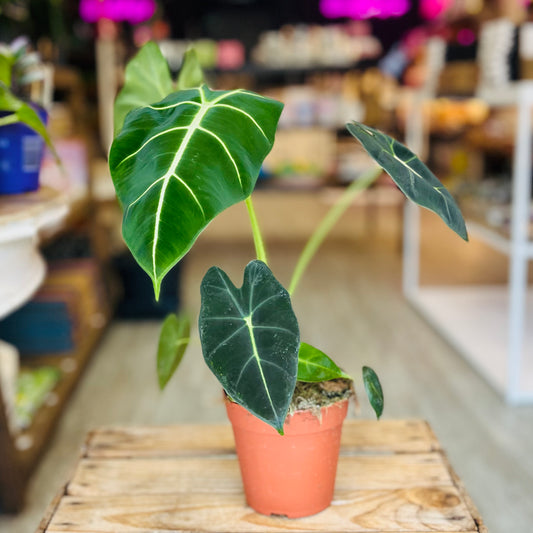Alocasia Green Velvet