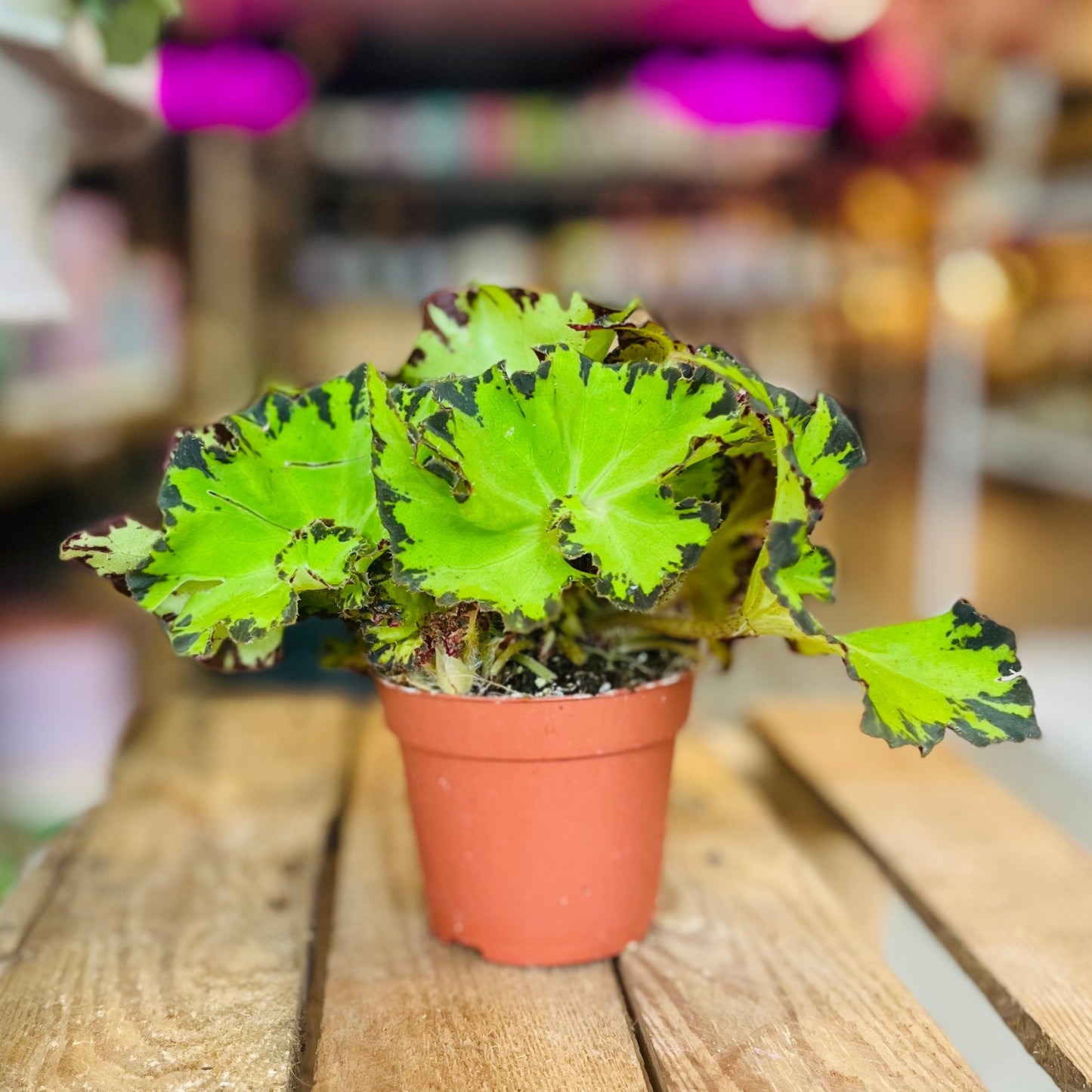 Begonia Magic Jive