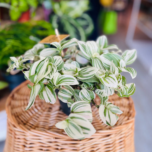 Tradescantia Brightness