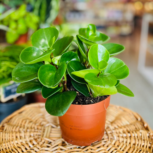 Peperomia Obtusifolia