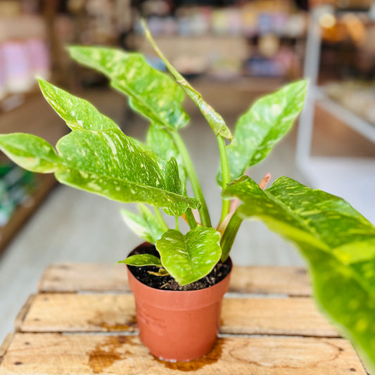 Philodendron ring of fire