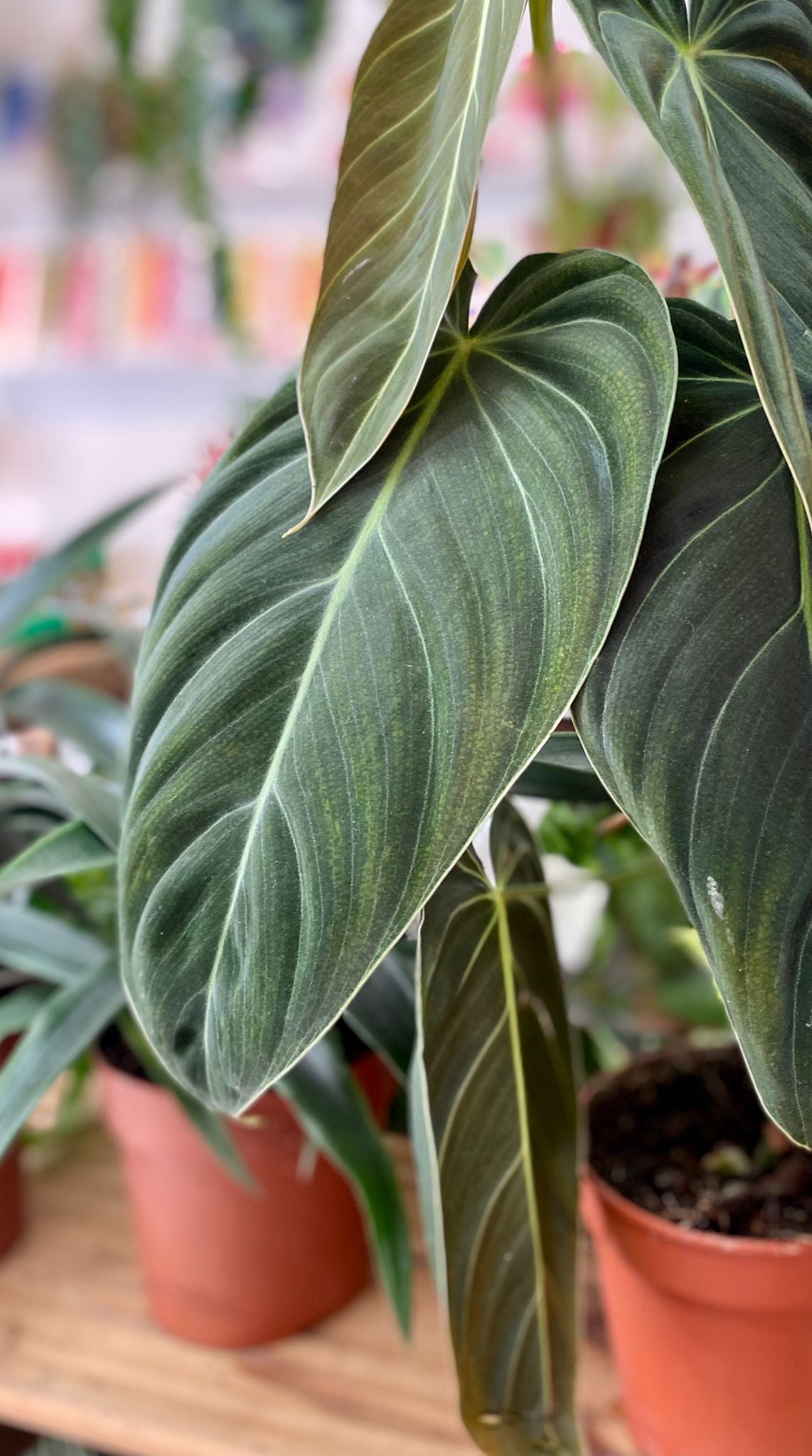 rare philodenron at NOOD Stores caversham reading