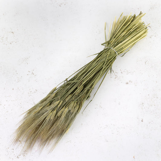Natural Barley Bunch