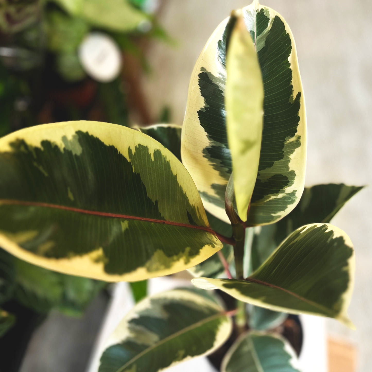 Ficus Elastica - Rubber Plant