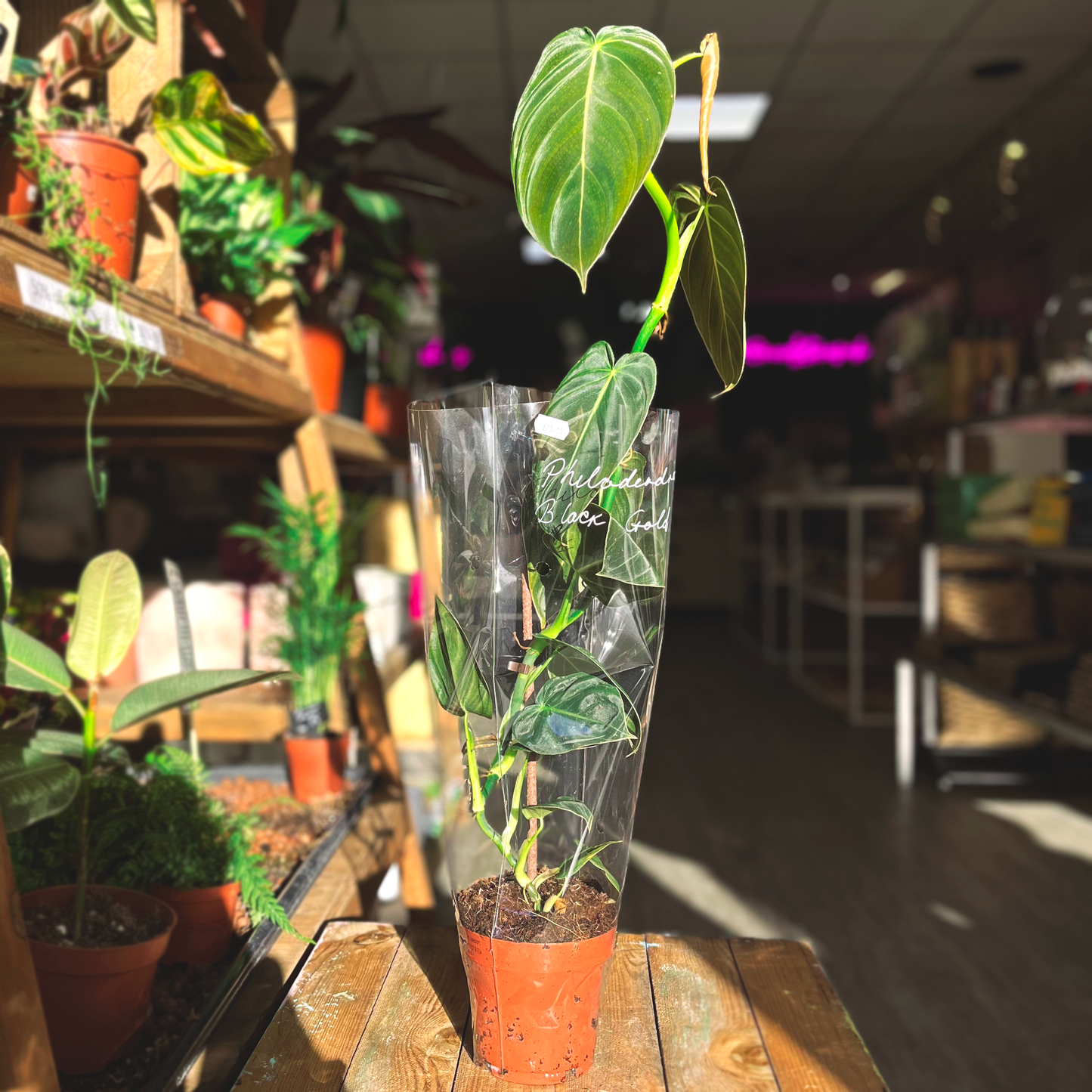 Philodendron Black Gold *RARE*