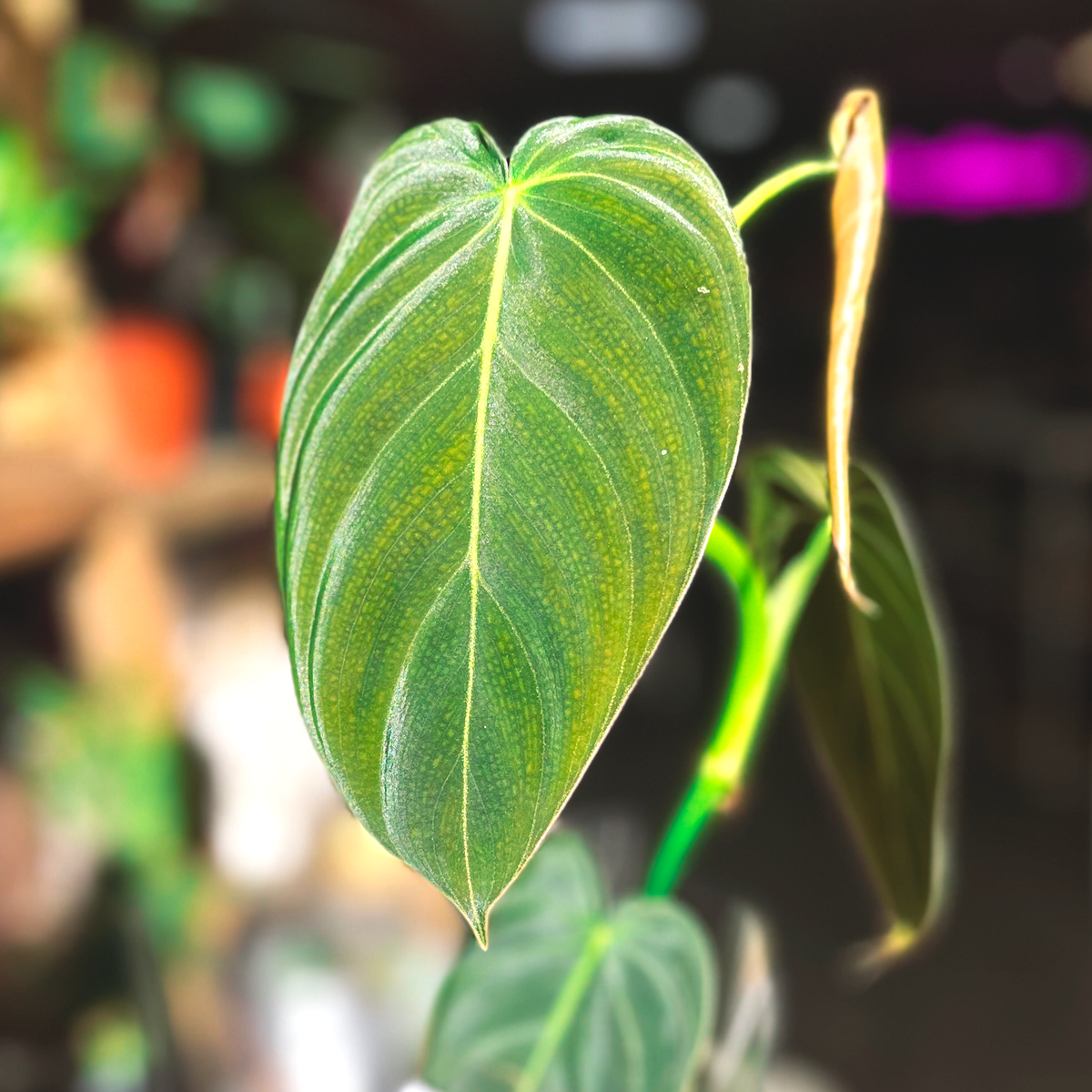 Philodendron Black Gold *RARE*