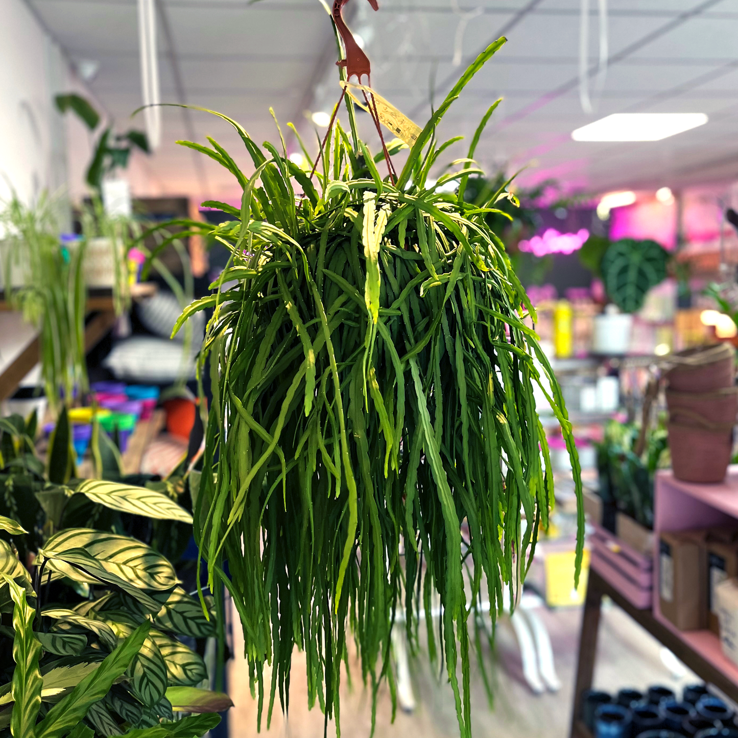 Rhipsalis Paradoxa