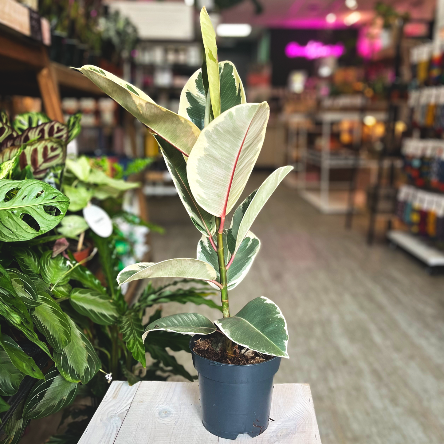 Ficus Elastica - Rubber Plant