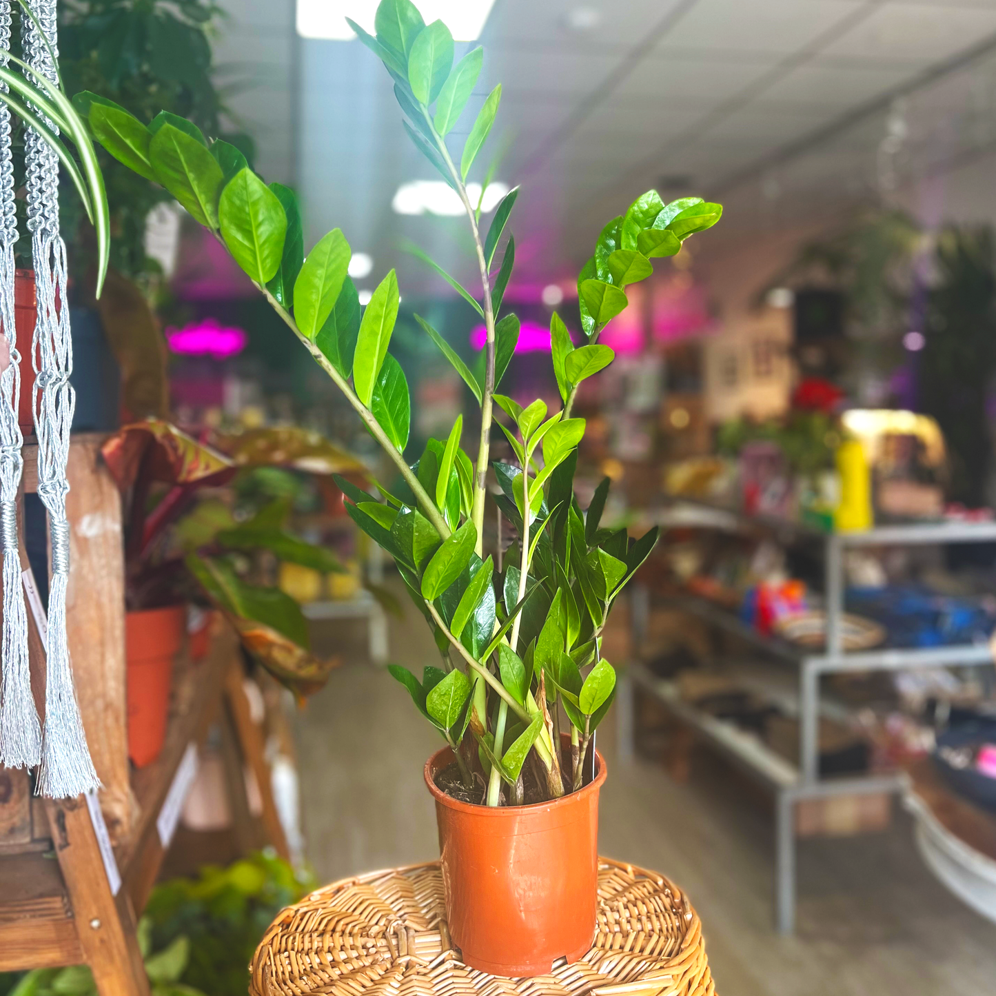 ZZ Plant
