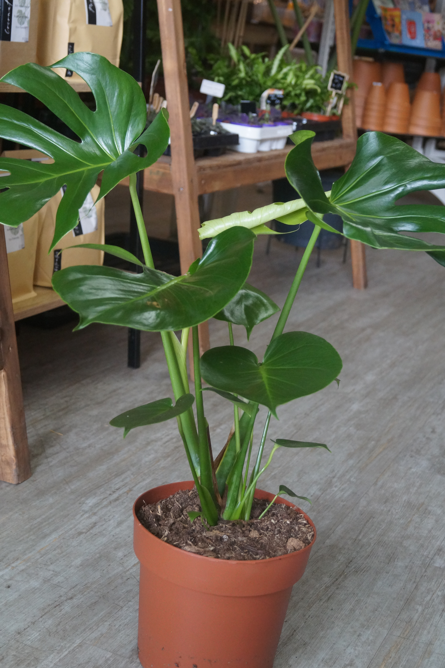 Monstera Deliciosa