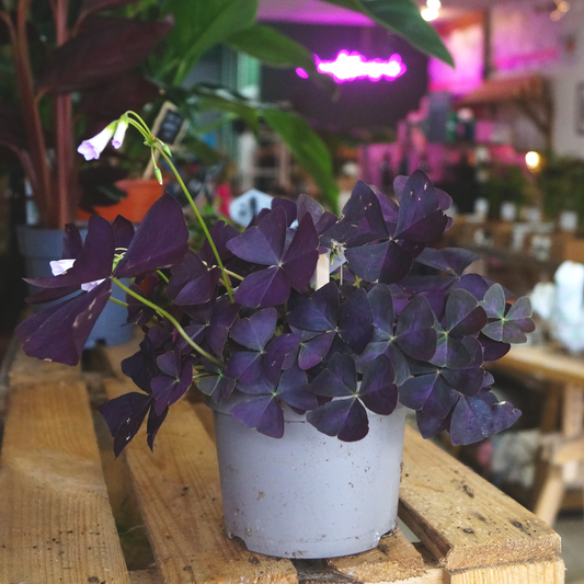 Oxalis triangularis