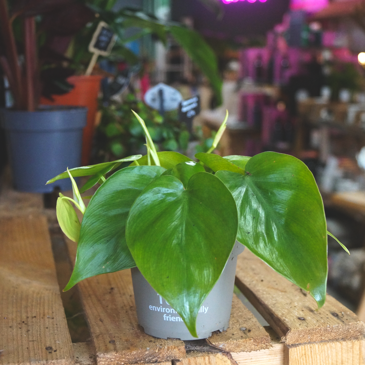 Philodendron Scanden