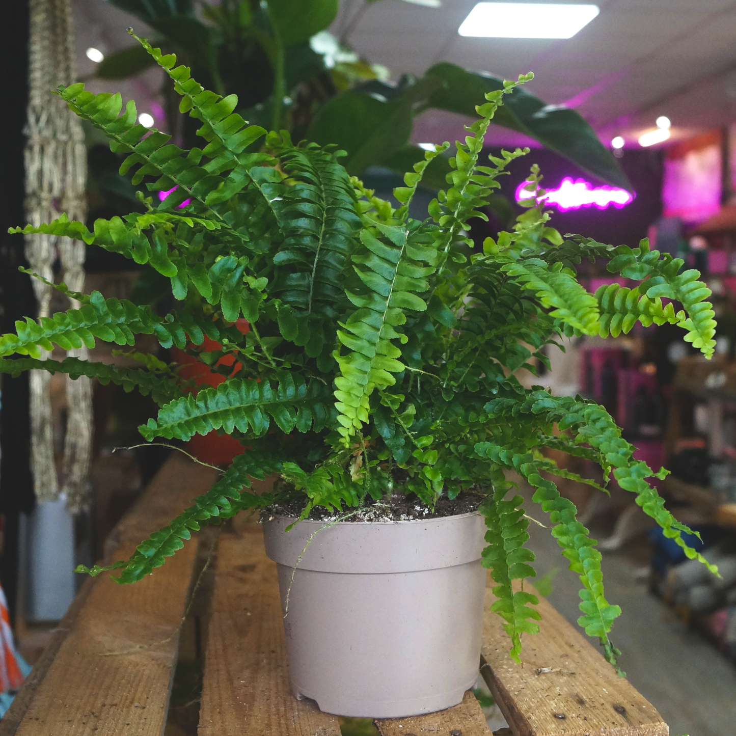 Boston Fern