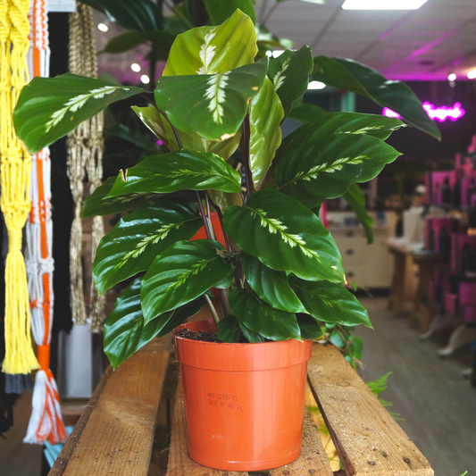 Calathea Maiu Queen