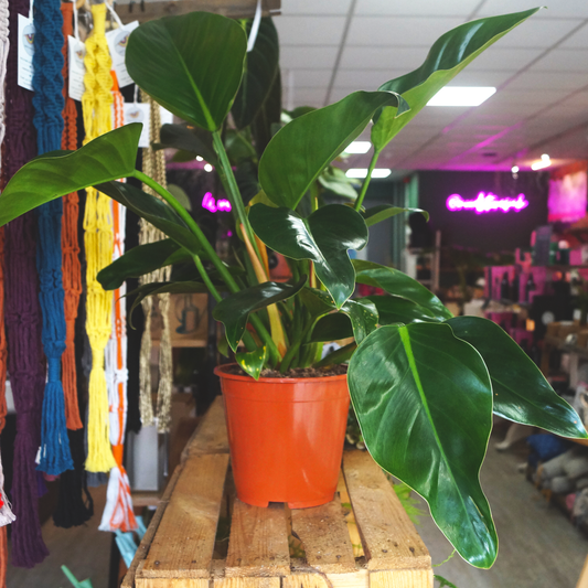 Bird of Paradise