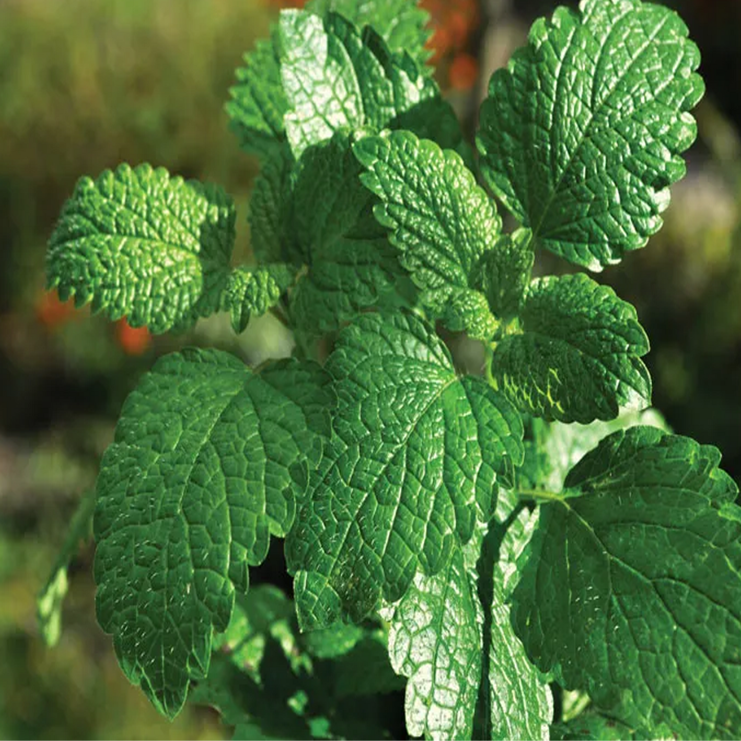 Peppermint essential oil