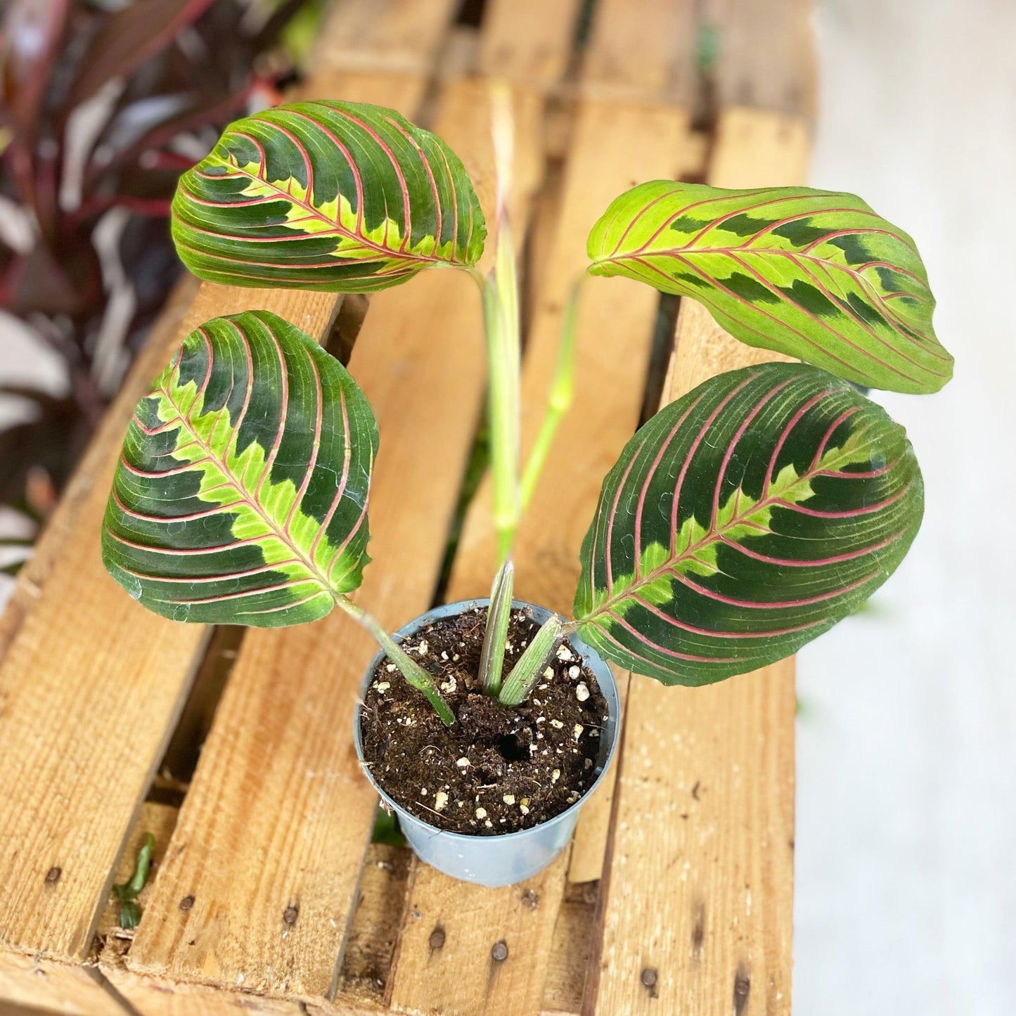Maranta Fascinator