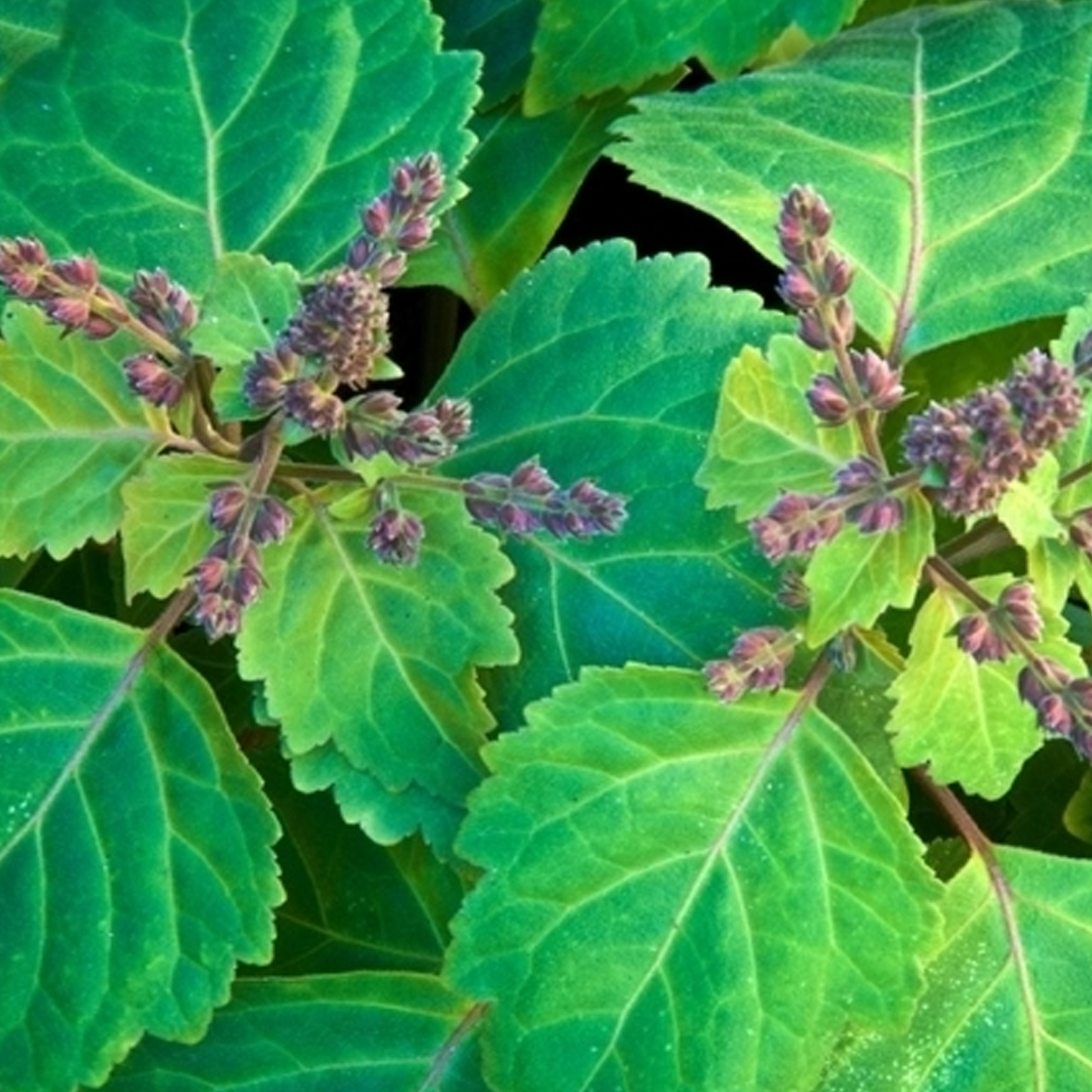 Patchouli essential oil